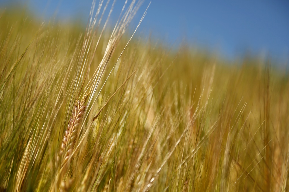 Cultura está em fase inicial de desenvolvimento nos campos dos estados produtores e tem potencial para alcançar cerca de 7 milhões de toneladas. | Marcelo Andrade / Gazeta Do Povo