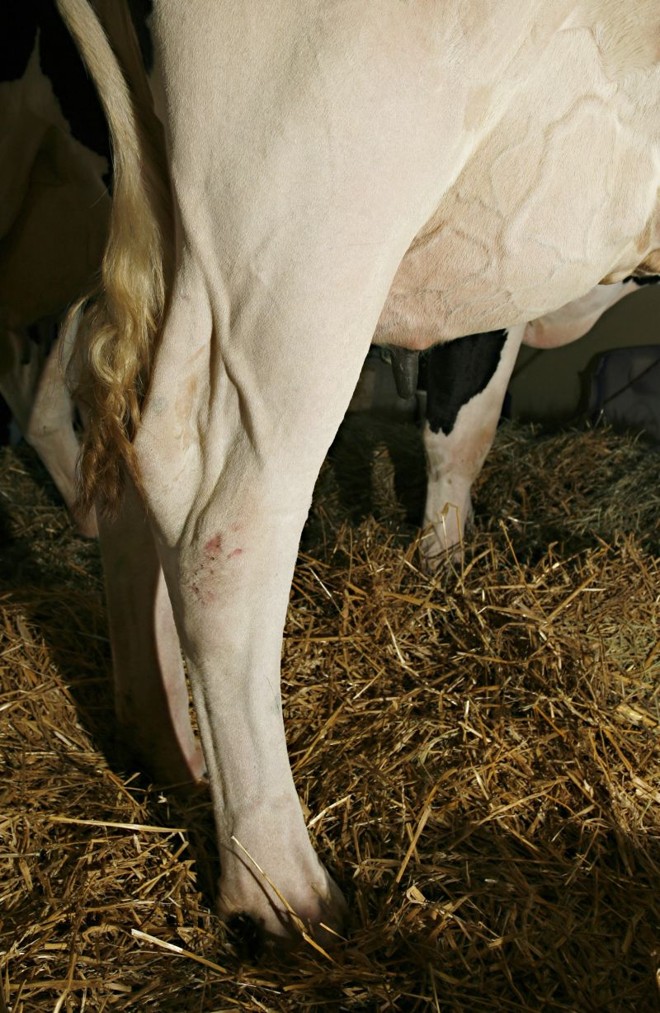 Curvatura das pernas, quando vistas de lado, dá sustentação ao corpo. |