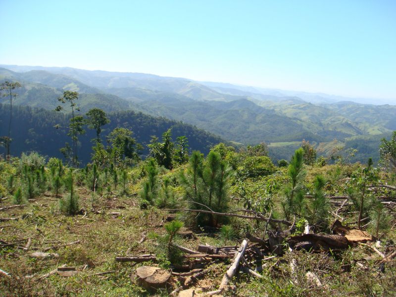 Uma das áreas para a produção de madeira colocadas à venda pelo governo, em Castro, nos Campos Gerais | Instituto de Florestas do Paraná/Divulgação