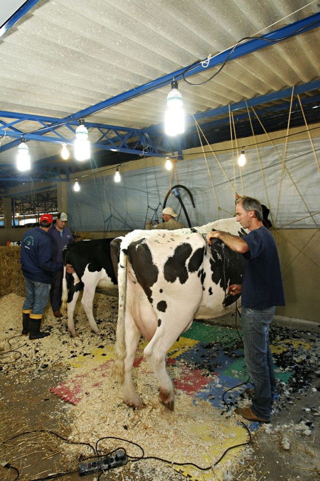 As características das vacas de ponta são exaltadas numa espécie de salão de beleza. |