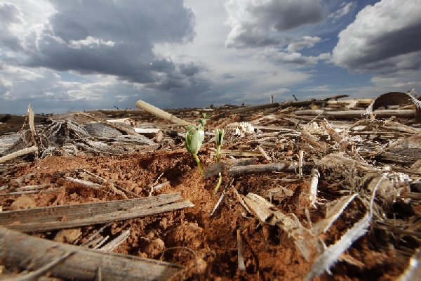 Plantio direto é usado em 80% das lavouras de grãos, em mais de 30 milhões de hectares | Jonathan Campos/gazeta Do Povo