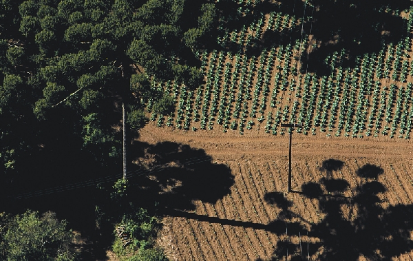 Áreas verdes – hoje classificadas como “inaproveitáveis” – passam a ter função legal | Henry Milleo/gazeta Do Povo