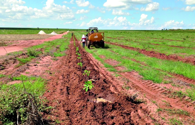 Investimento para formação da floresta é de R$ 5 mil por hectare | Roga©rio Recco/gazeta Do Povo
