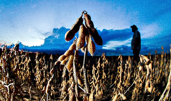 Com mais crédito, novo PAP promete alçar produção brasileira de grãos a pelo menos 200 milhões de toneladas. Soja deve continuar sendo o carro-chefe em 2014/15 | Daniel Castellano/ Gazeta Do Povo