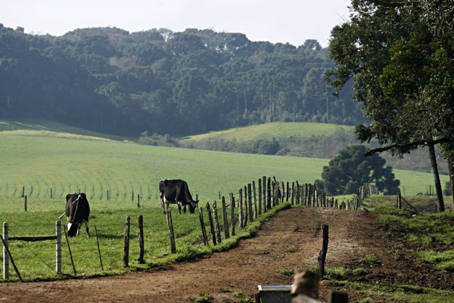 Animais em branco e preto são marca registrada dos Campos Gerais. |