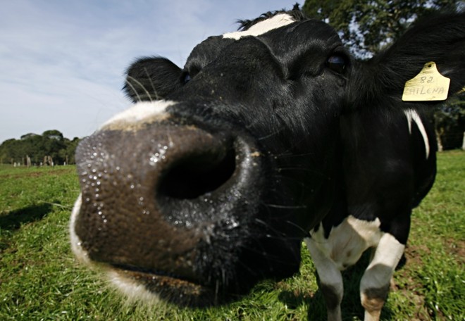 Fêmeas passam por seleção rigorosa para reprodução e para produção de leite. |