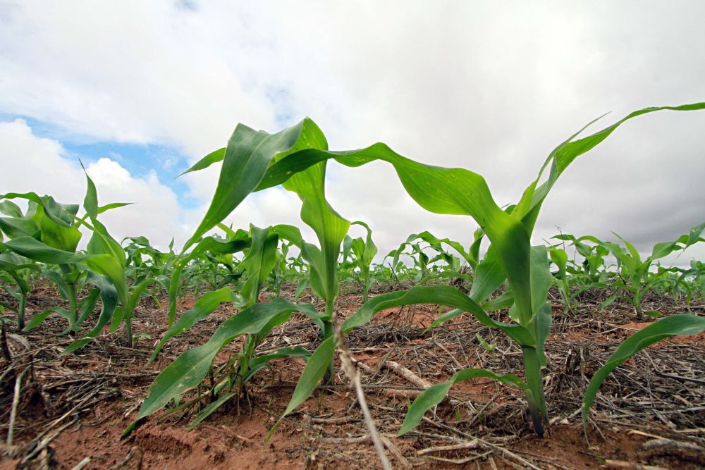 Boa parte das plantações de milho dos Estados Unidos está emergindo agora. | Christian Rizzi / Gazeta Do Povo