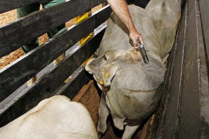 Vacinação que protege o gado contra a febre aftosa deve ser feita até 31 de maio | Anta´nio More/ Gazeta Do Povo