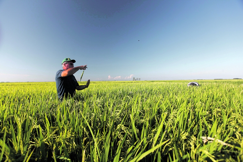 Lavoura de soja e arroz no Uruguai. Produção mundial de alimentos ainda é suficiente, mas há milhões de desnutridos no mundo | Jonathan Campos/Gazeta do Povo