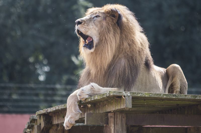 Rawell já pode ser visto pelos visitantes do Zoológico de Curitiba | Henry Milleo / Agência de Notícias Gazeta do Povo