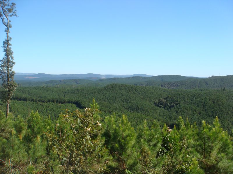 Uma das áreas, em Doutor Ulysses, que serão leiloadas pelo Instituto de Florestas do Paraná | Instituto de Florestas do Paraná/Divulgação