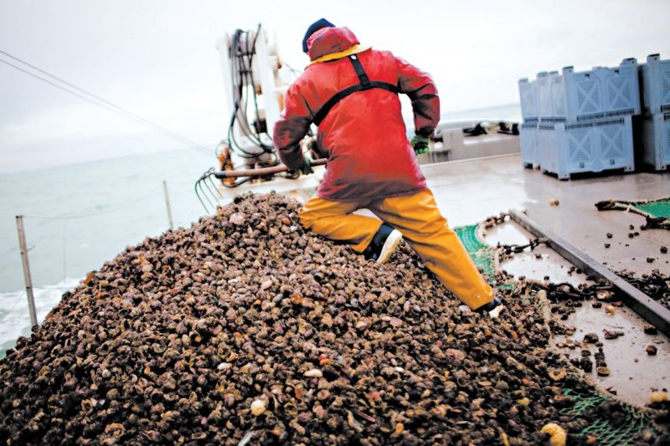 Lesmas marinhas para a mesa Lesmas-do-mar atlânticas invasoras cobrem o leito do mar ao largo de Cancale | Catalina Martin-Chico paraThe New York Times