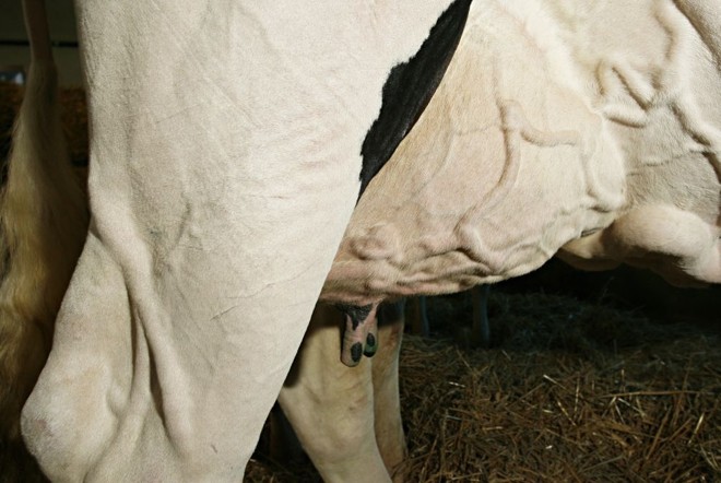 Ponto mais importante é o tamanho do úbere, que não pode ser exagerado nem pequeno. |