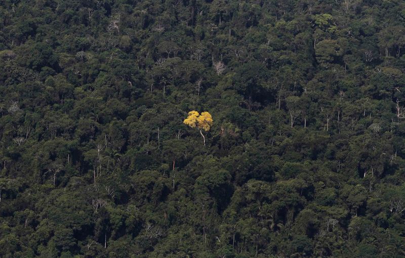 Entidade quer que países europeus suspendam as compras com matéria-prima procedente da Amazônia brasileira até que haja mais rigor na fiscalização do setor no país | Nacho Doce/Reuters