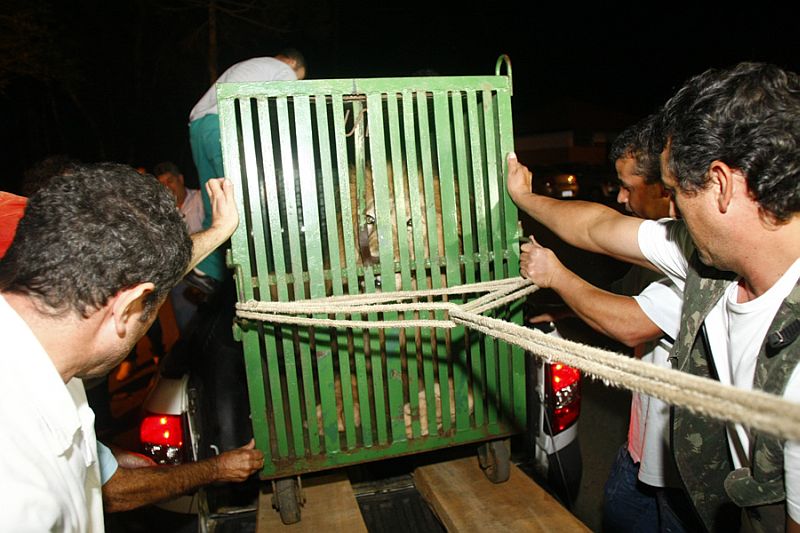 Chegada do leão ao zoológico de Curitiba | André Rodrigues / Agência de Notícias Gazeta do Povo