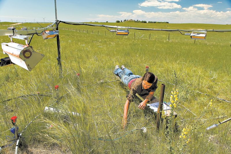 Em um prado de Wyoming, lotes de capim recebem calor adicional ou dióxido de carbono, ou ambas as coisas: foram analisadas as tendências de crescimento que podem ter relação com as mudanças climáticas | Steve Ausmus