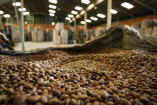 Mesmo com redução de 2% na área, Paraná está colhendo 34% mais feijão somente na segunda safra, que deve somar mais de 450 mil toneladas | Fotos: Josua© Teixeira/gazeta Do Povo