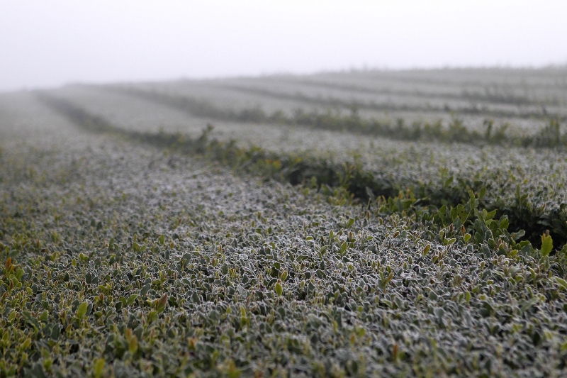 A geada tomou conta dos gramados em Araucária, na região metropolitana | Jonathan Campos/Gazeta do Povo