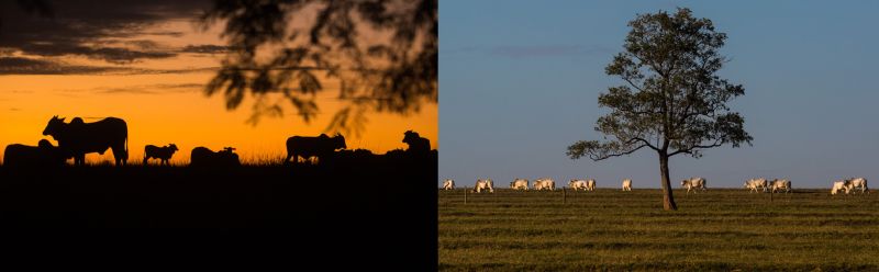 Fazendas de gado e plantio de grãos dominam cenário em Querência do Norte e em São João do Caiuá | Fotos: Brunno Covello / Gazeta do Povo