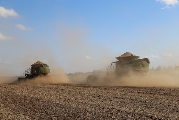 Lavouras remanescentes foram colhidas nas últimas semanas e plantio maior não deve elevar número de autuações | Ruderson Ricardo/gazeta Do Povo