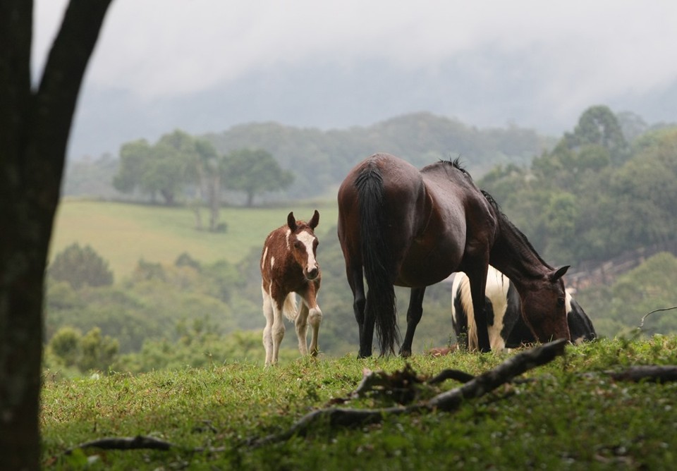Bono, o filhote da Tuiuti, está com três meses e virou o xodó do curso de Veterinária. | Aniele Nascimento / Gazeta do Povo