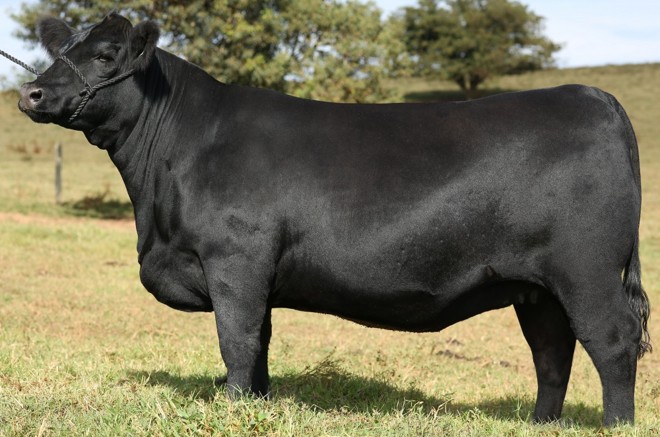 A raça Angus é reconhecida internacionalmente como produtora de carne de alto valor agregado, que garante retorno econômico para os pecuaristas que apostam na genética | 