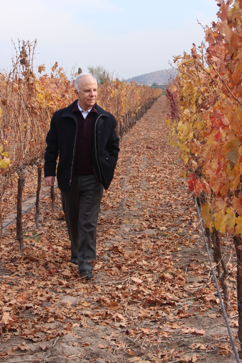 Miguel Krigsner caminha nos vinhedos de Concha y Toro, no Chile: retorno ao lugar que inspirou o perfume masculino Malbec, líder de vendas de O Boticário | Anna Paula Franco/Gazeta do Povo