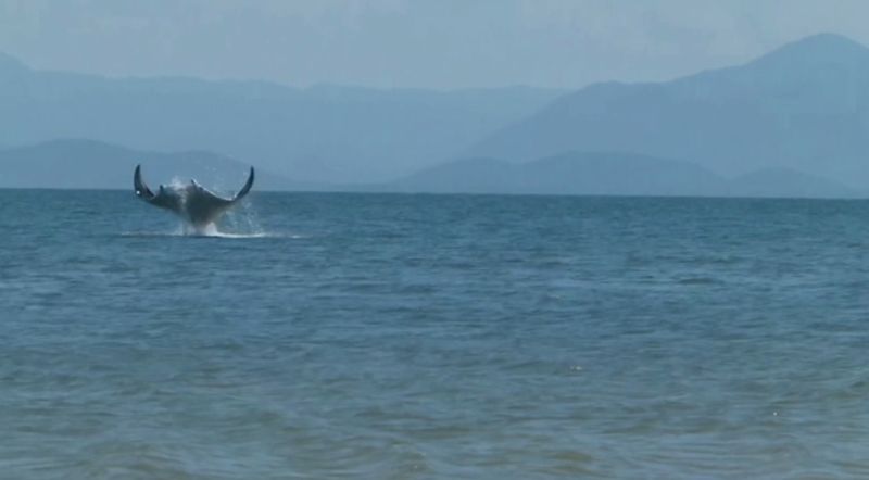 Uma raia manta salta para fora da água nas proximidades da Ilha das Peças | Andrielli Medeiros/Divulgação