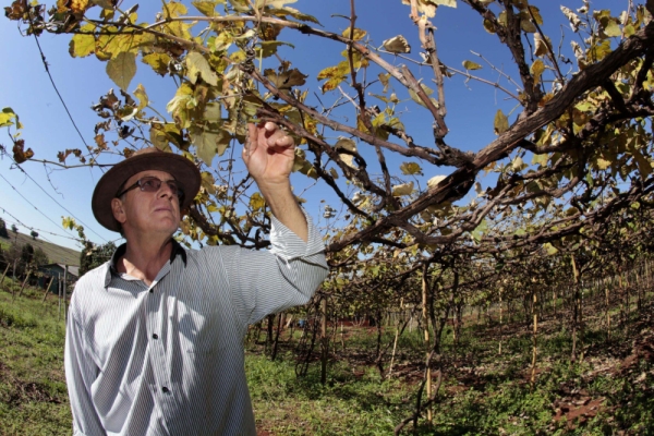 | Ivan Amorin/ Gazeta Do Povo