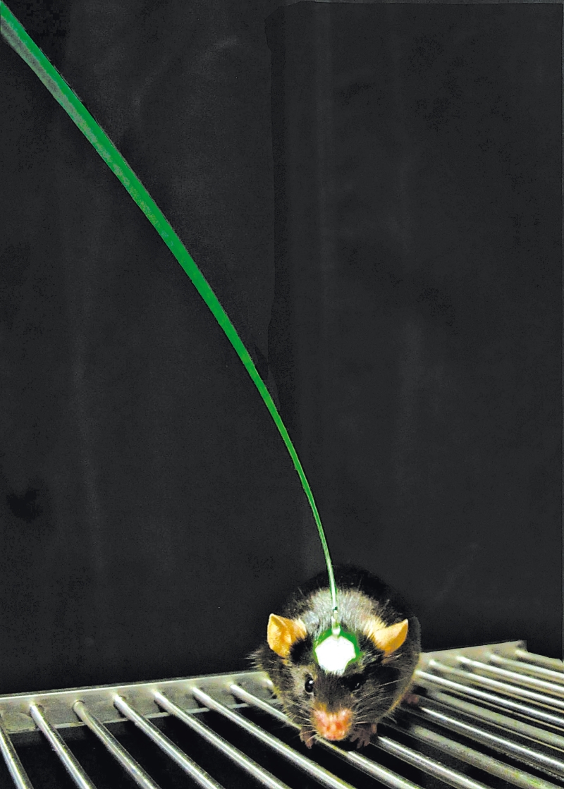 Camundongo é usado como cobaia em um experimento de Karl Deisseroth com fibra óptica | Inbal Goshen E Karl Deisseroth