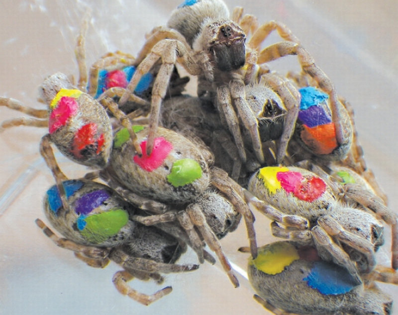 Aranhas da espécie Stegodyphus dumicola marcadas para o rastreamento de suas interações | virginia settepani