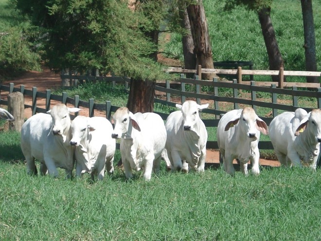No Brasil, a criação de touros começou junto com a implantação dos primeiros engenhos de açúcar, na primeira metade do século XVI. Os animais serviam para abastecer de leite e carne as pessoas instaladas na área de influência de cada engenho. | 