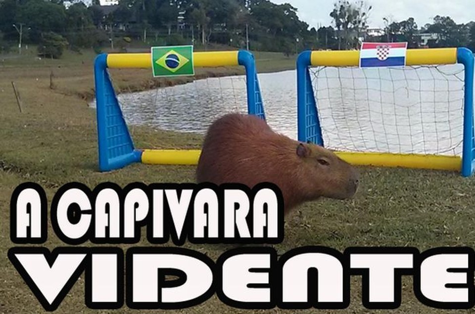 Capivara Paul, a vidente da Copa em Curitiba | Reprodução prefeitura de Curitiba