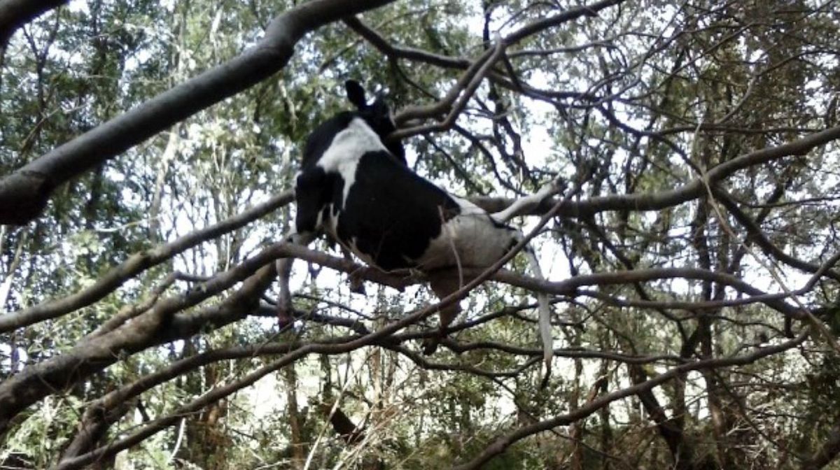 Vaca ficou presa em árvore depois de arrastada por inundações em Quedas do Iguaçu | Lindomar Pereira / Arquivo pessoal / reprodução G1