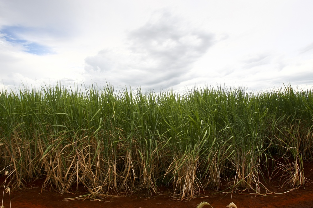 | Andre Rodrigues / Gazeta Do Povo