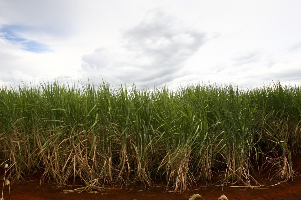 Clima faz indústria antecipar processamento de cana | Andre Rodrigues / Gazeta Do Povo