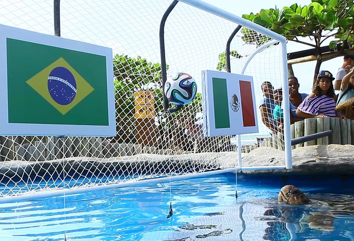 A tartaruga Cabeção palpitou que o México vence o Brasil, que se enfrentam em Fortaleza | Projeto Tamar