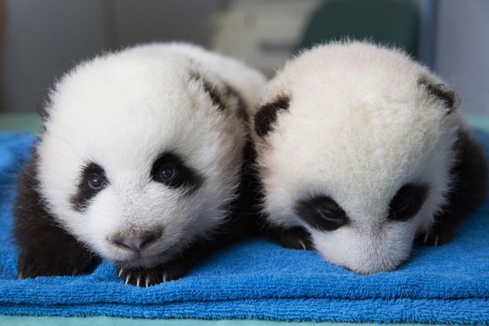 Filhotes de panda vão adivinhar vencedores da Copa de 2014 | Reuters