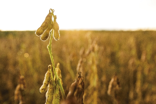 Brasil deve destinar volume equivalente a produção de 5,2 milhões de hectares da oleaginosa para a produção do combustível renovável – 1,5 milhão de hectares a mais | Daniel Castellano/ Gazeta Do Povo