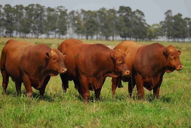 Na fertilidade, algumas raças proporcionam maior rendimento aos criadores, tanto pelo número de bezerros nascidos, quanto pela quantidade de quilos obtidos por hectare. | 
