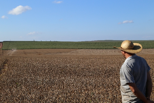 Agricultores paranaenses cultivaram 3,6 milhões de hectares neste inverno. Lavouras de milho e soja safrinha (foto) no Sudoeste abrem espaço para a safra de verão | Ruderson Ricardo/gazeta Do Povo