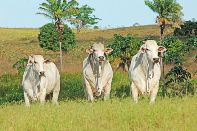 O cruzamento entre indivíduos é frequente para o programas de melhoramento genético dos rebanhos. É comum combinar a produtividade de uma raça com a rusticidade e adaptabilidade a meios tropicais de outra. | 