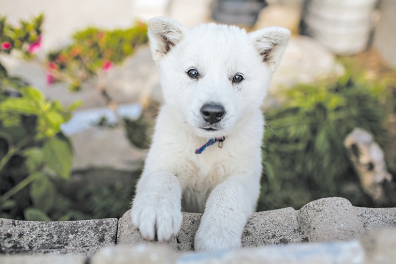 Os jindos coreanos são conhecidos pela lealdade e instinto de lar. Um filhote com três meses | Jean Chung/ The New York Times