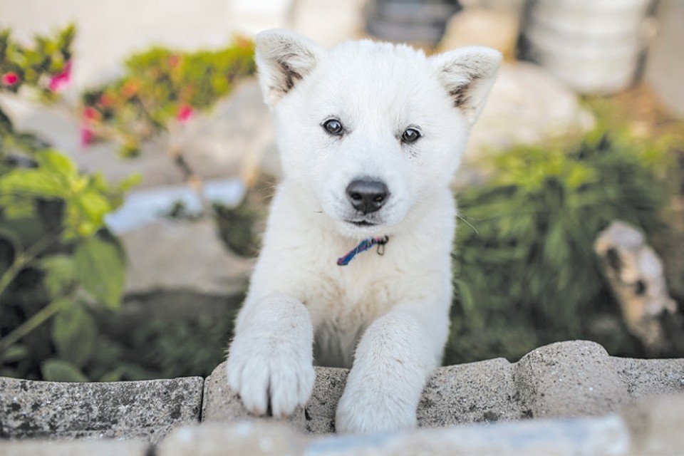 População sustentada por cachorros Os jindos coreanos são conhecidos pela lealdade e instinto de lar. Um filhote com três meses | Jean Chung/ The New York Times