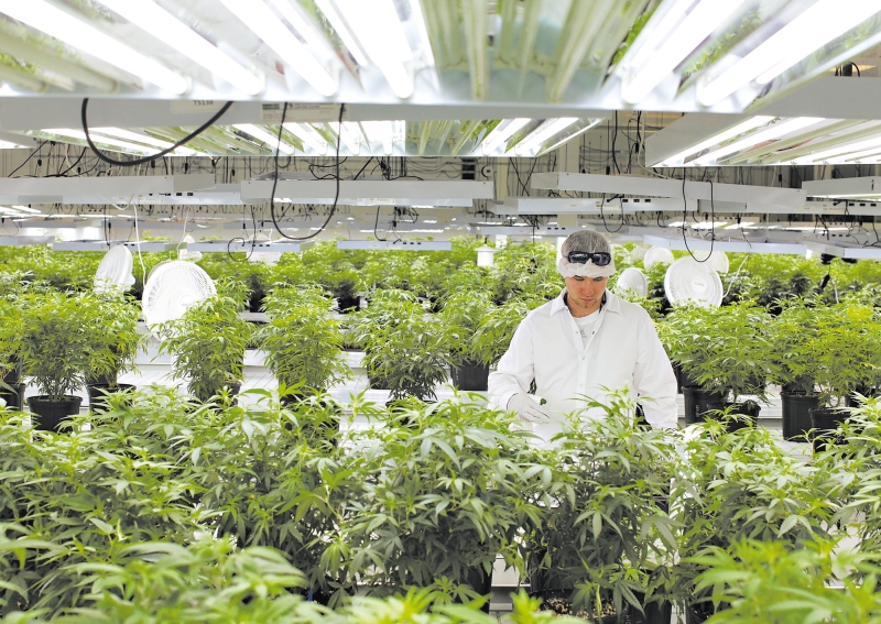 Fábrica de maconha medicinal prometeu gerar empregos para cidade canadense, mas a atividade preocupou alguns moradores | Dave Chan /The New York Times