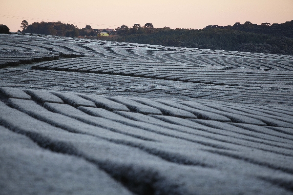 No ano passado, geada transformou paisagem de plantações de chás na região de Curitiba | Jonathan Campos/gazeta Do Povo