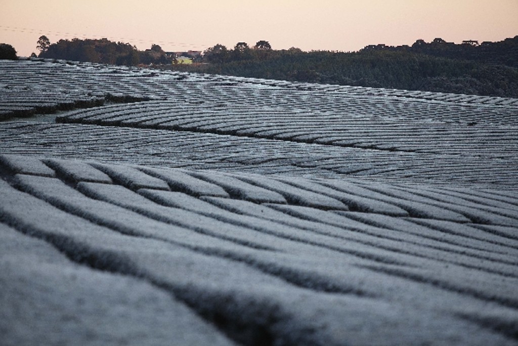 No ano passado, geada transformou paisagem de plantações de chás na região de Curitiba
