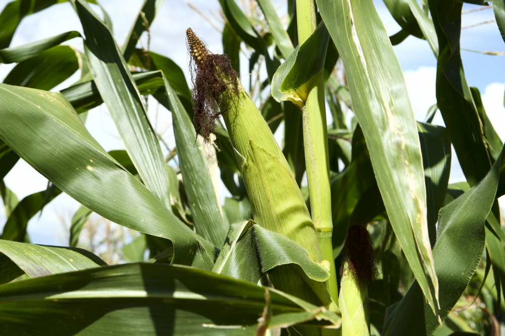 | Andre Rodrigues / Gazeta Do Povo