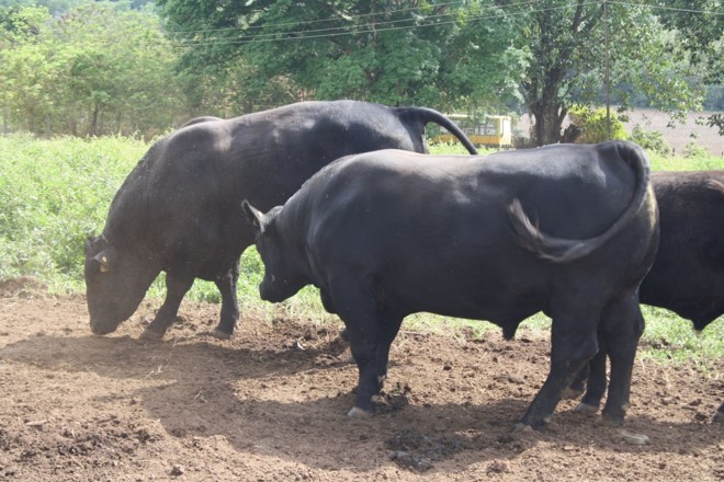 Os touros têm várias serventias para o ser humano: animal de carga, produção de leite em vida e carne/couro após a morte. | 