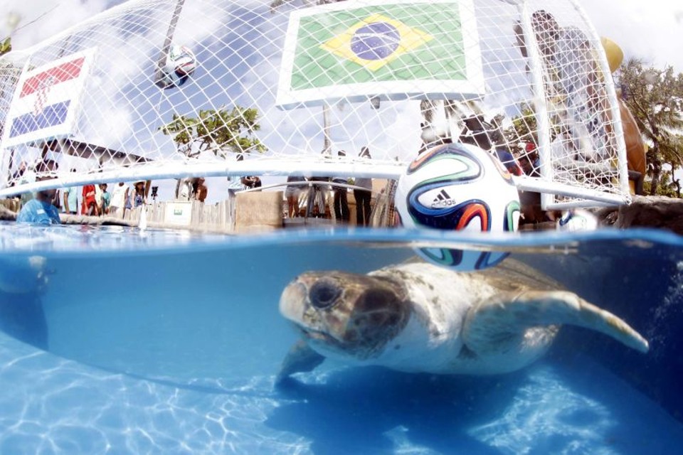 A tartaruga Cabeção escolheu o peixe que estava sob a bandeira do Brasil | Lúcio Távora / Agência A Tarde / Futura Press